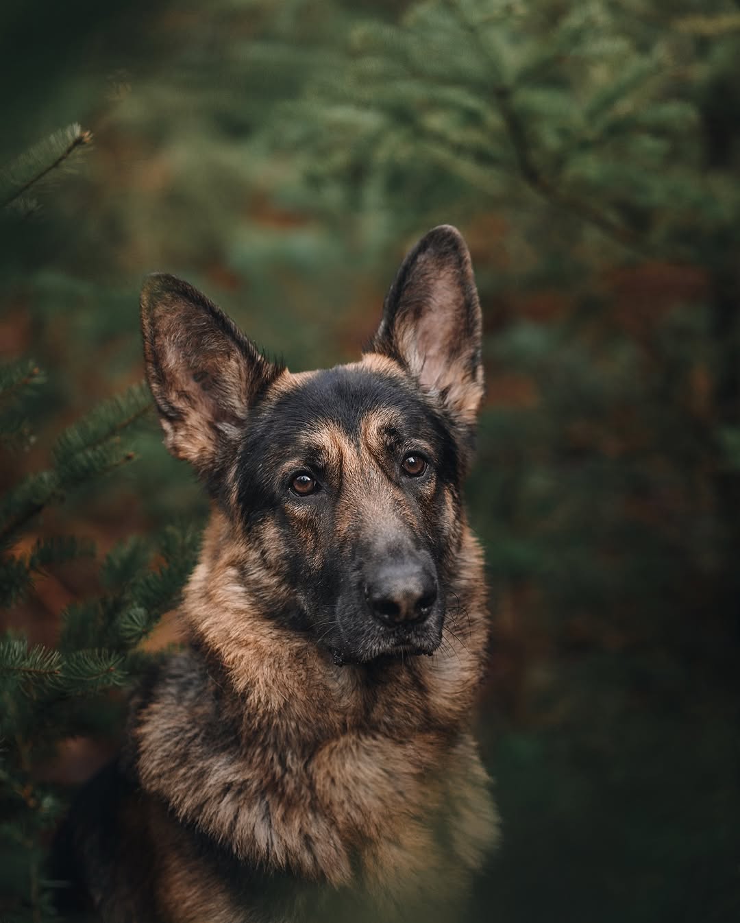 German Shepherd Puppies for Sale