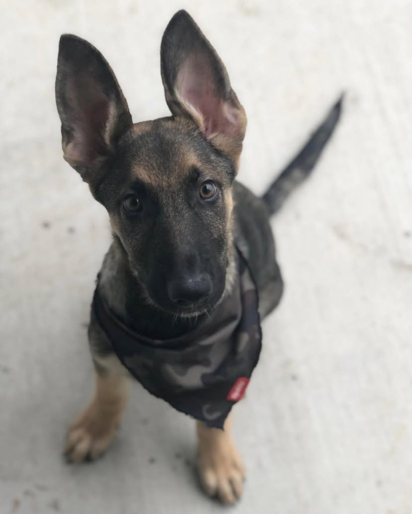 AKC German Shepherd puppies for sale in the USA. Healthy, family-raised, and ready for loving homes. Reserve your puppy today!