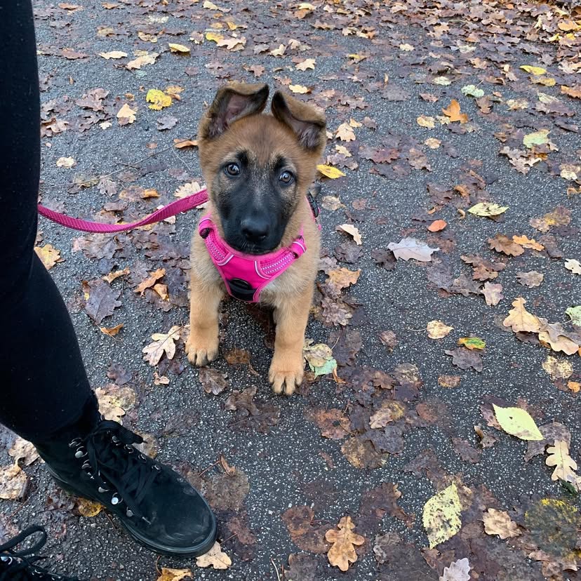 German shepherd puppies for sale