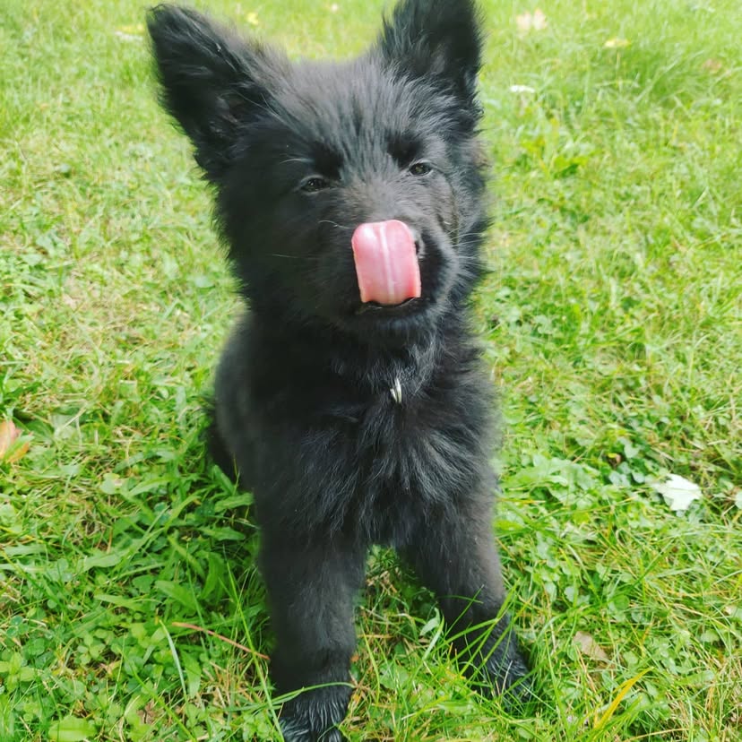 German shepherd puppies for sale